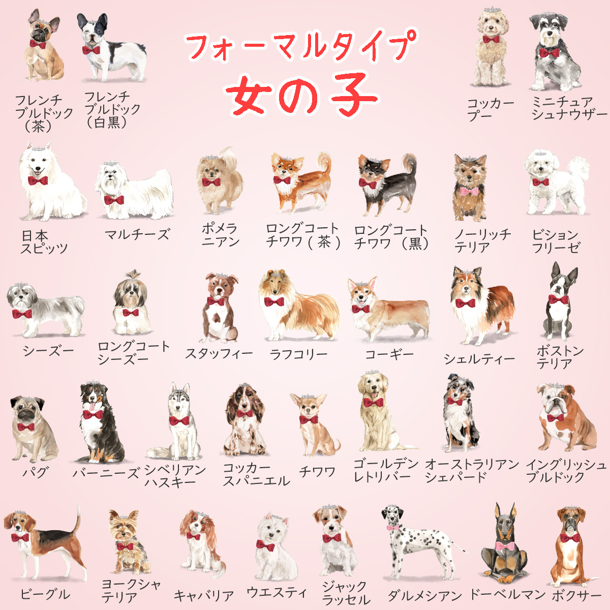 犬 フォーマルタイプ 女の子一覧